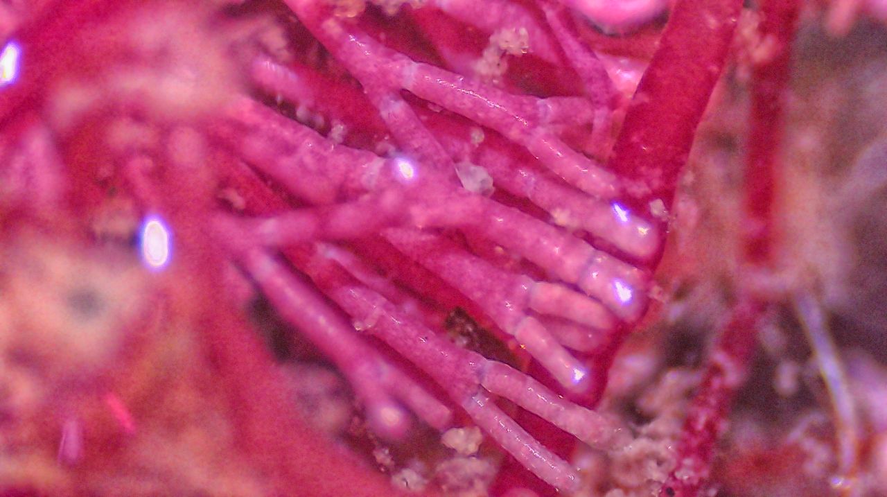 Architetture di pietra: le alghe coralline